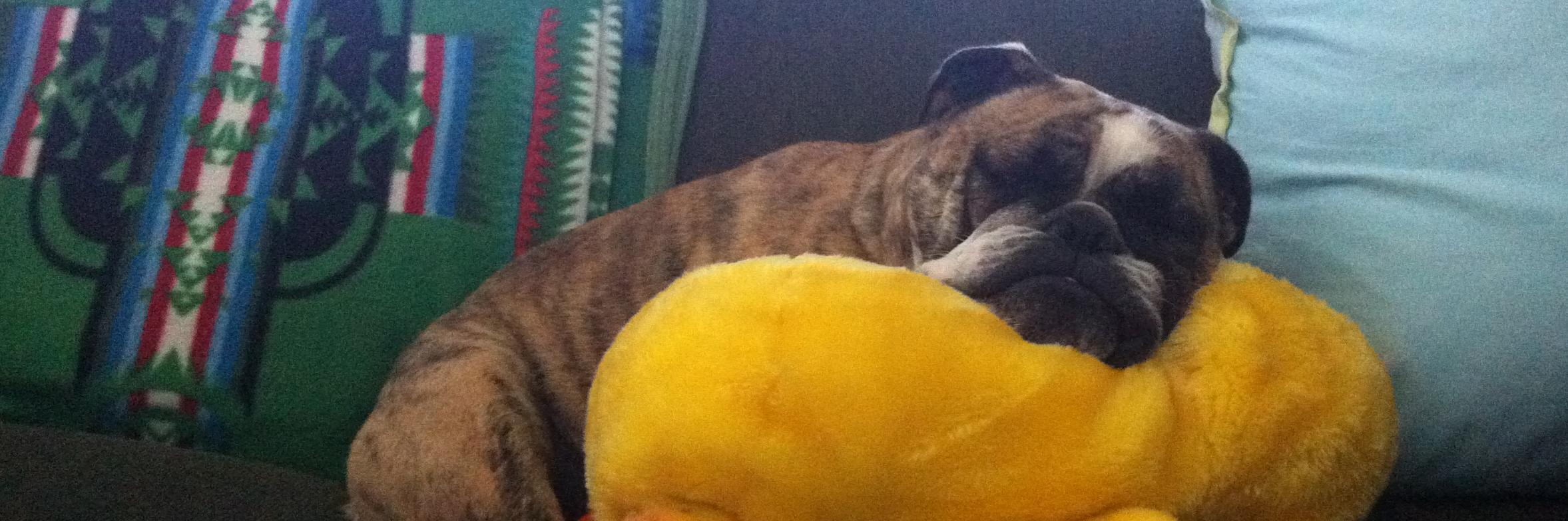 TobyBully's profile banner image