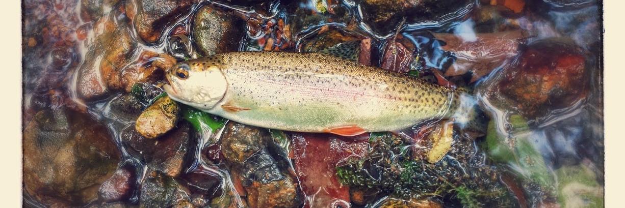 bill redinger banner