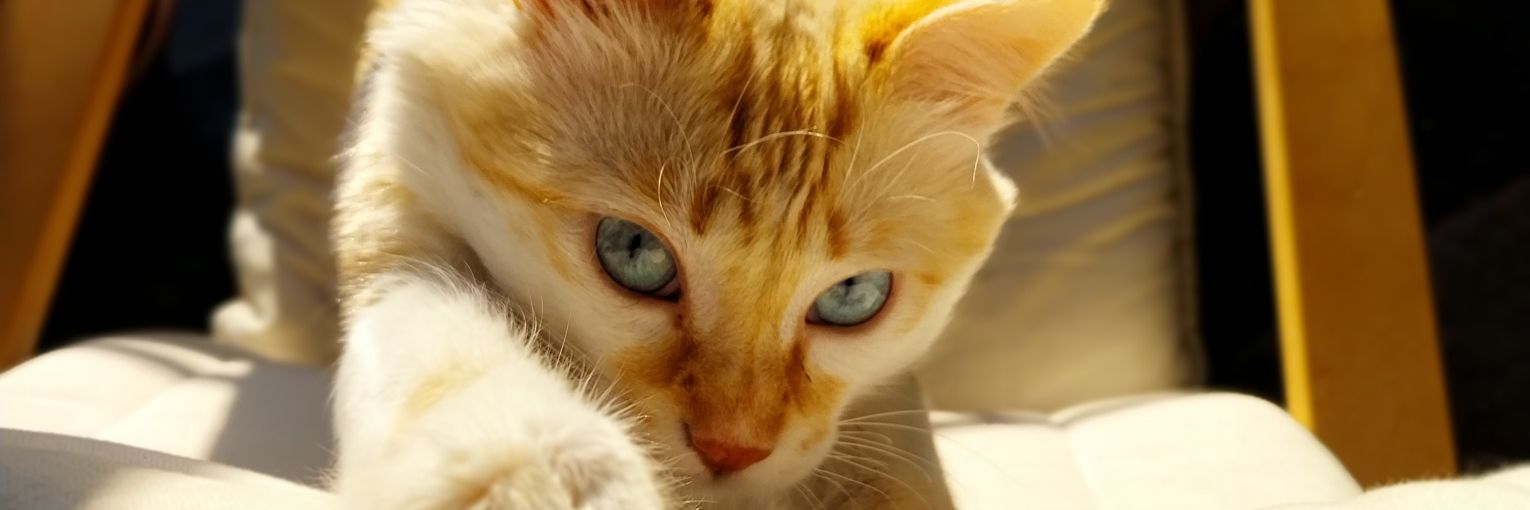 RaquelCalldas's profile banner image