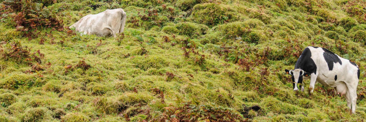 correc's profile banner image