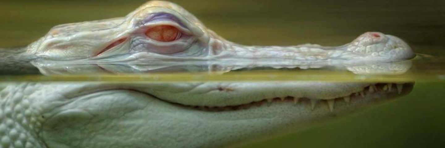 leavewheniwanna's profile banner image