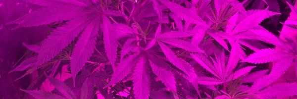 AndrewVento Profile Banner