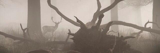 schnaufer_'s profile banner image