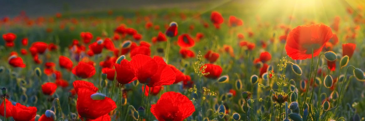 Caboolture RSL banner