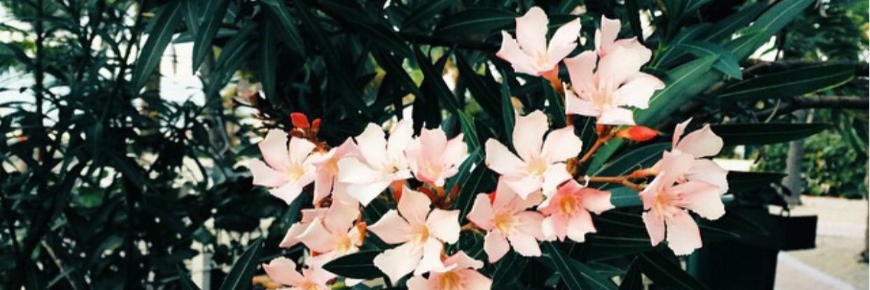 casssidysteiner's profile banner image