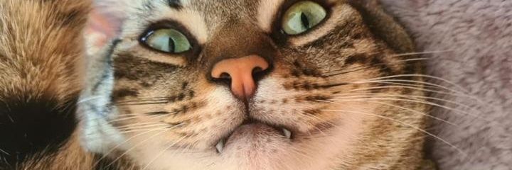 naguima_'s profile banner image