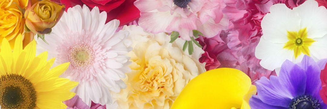 0730strawberry's profile banner image