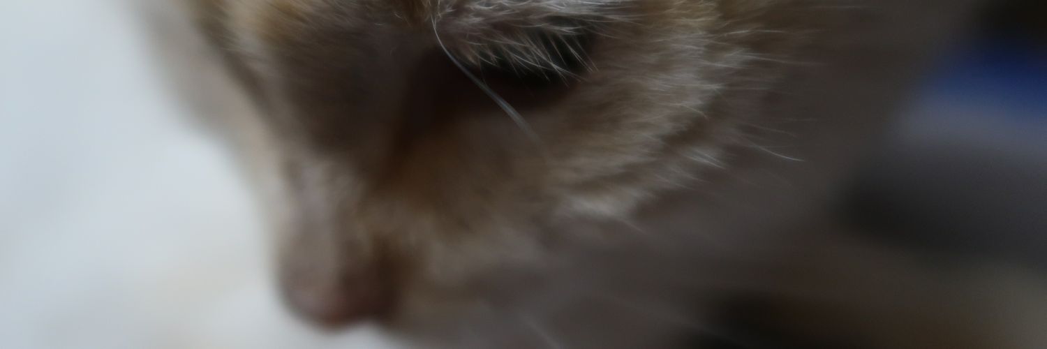 meeeowts's profile banner image