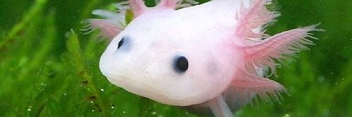 MistInHell's profile banner image
