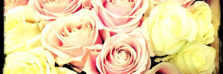 Holliejaye's profile banner image