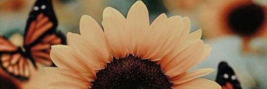 sofirubinich's profile banner image