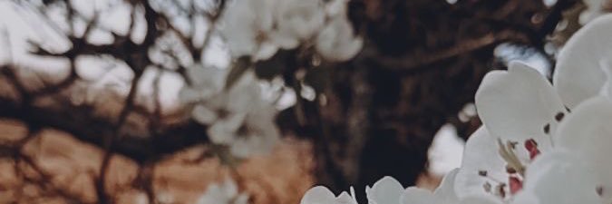 shwaa5_91's profile banner image
