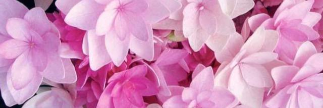 s_lalli's profile banner image