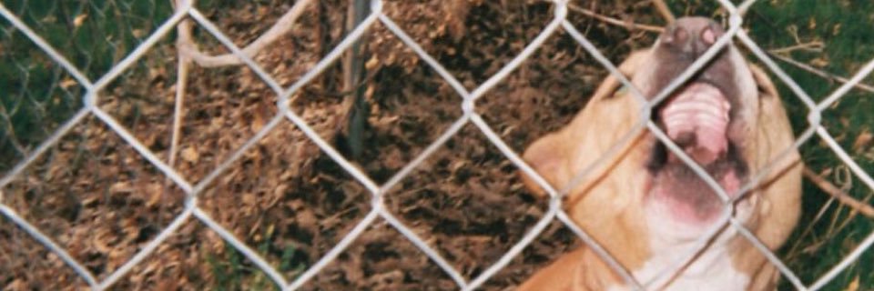 cushame's profile banner image