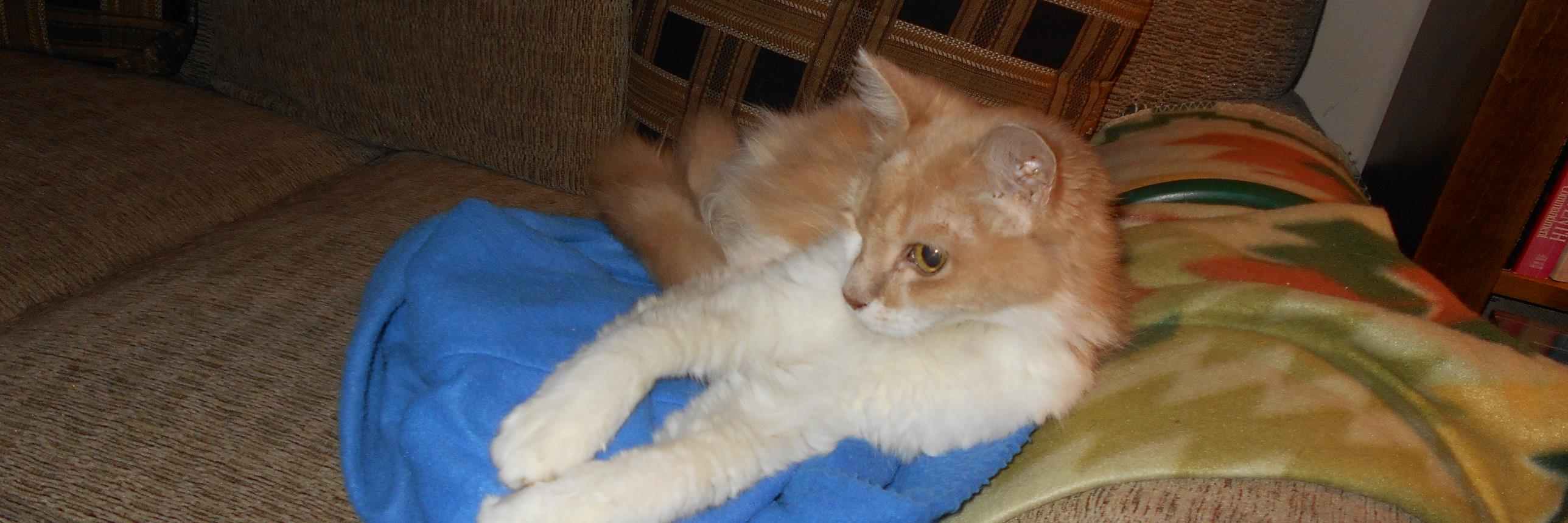 Steve Harkness 🌈 🏴󠁧󠁢󠁳󠁣󠁴󠁿 banner