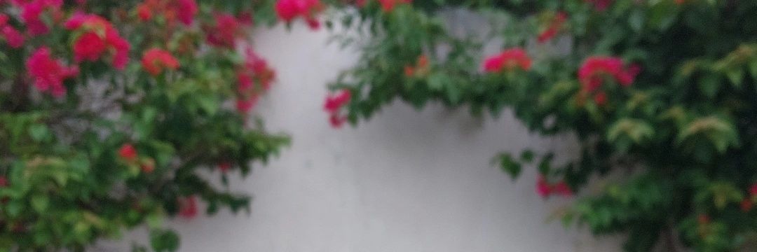 deviesardi's profile banner image