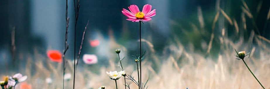 Soul_Rosee's profile banner image