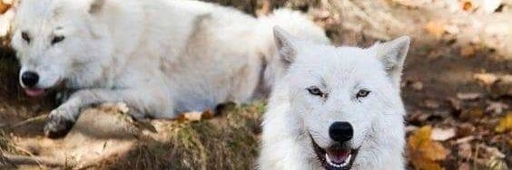 yuna mandragoran banner