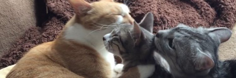 w_prpr's profile banner image