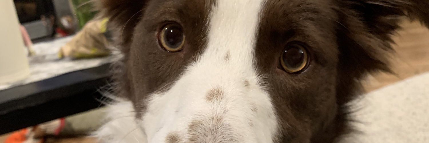 catlo_ren's profile banner image