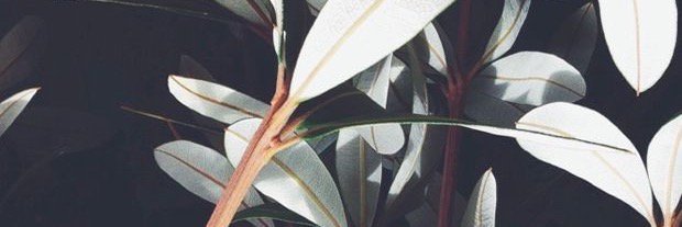 DaphRudler's profile banner image