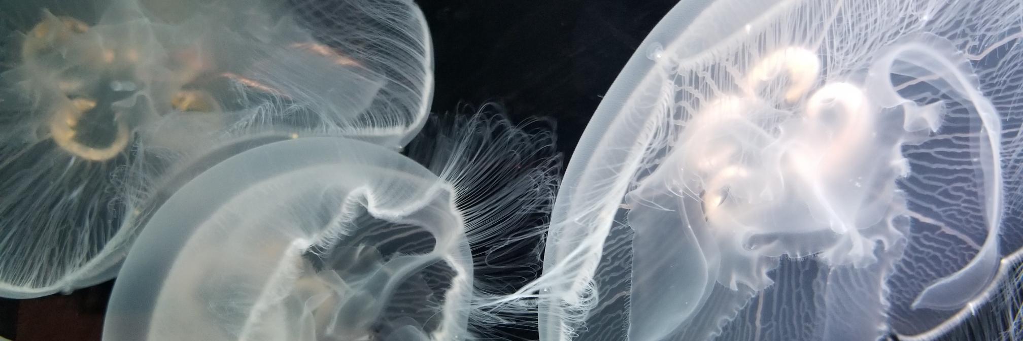 Cory Shirshac banner