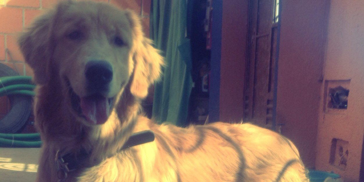 bedollaomar's profile banner image