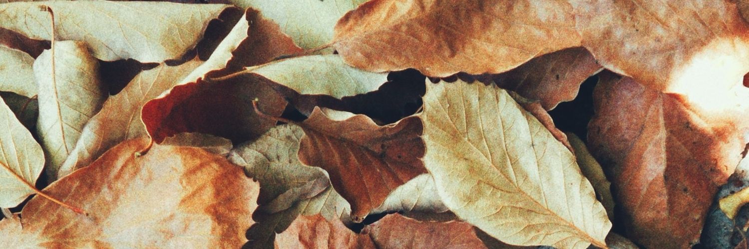 soseit_'s profile banner image