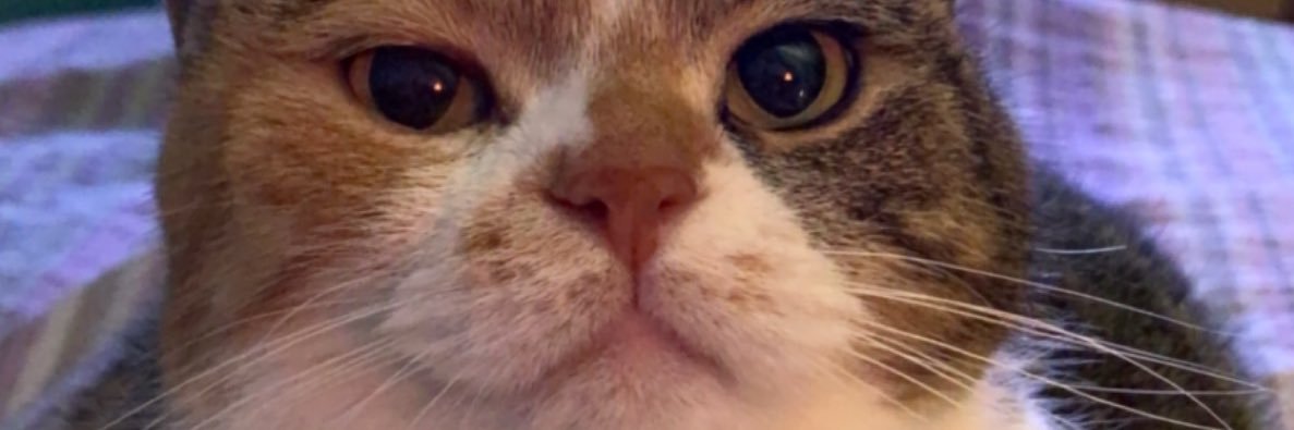 shmaderable's profile banner image