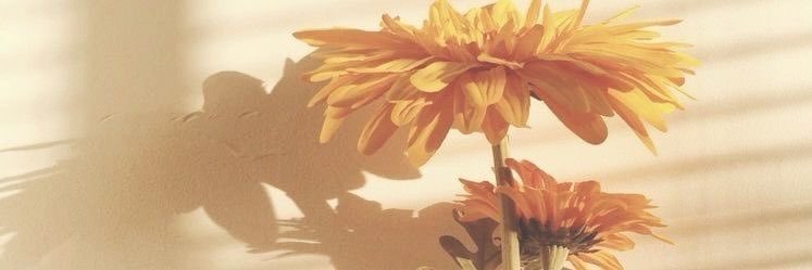 calanis98's profile banner image