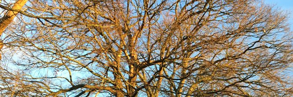 healy100 Profile Banner