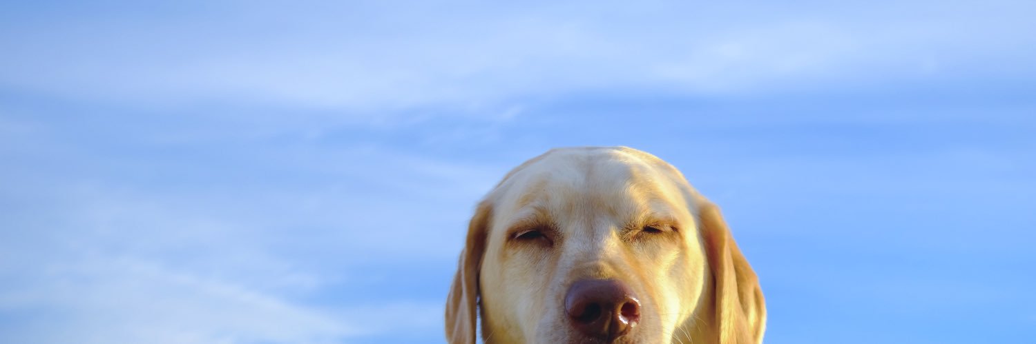 bubba atkinson banner