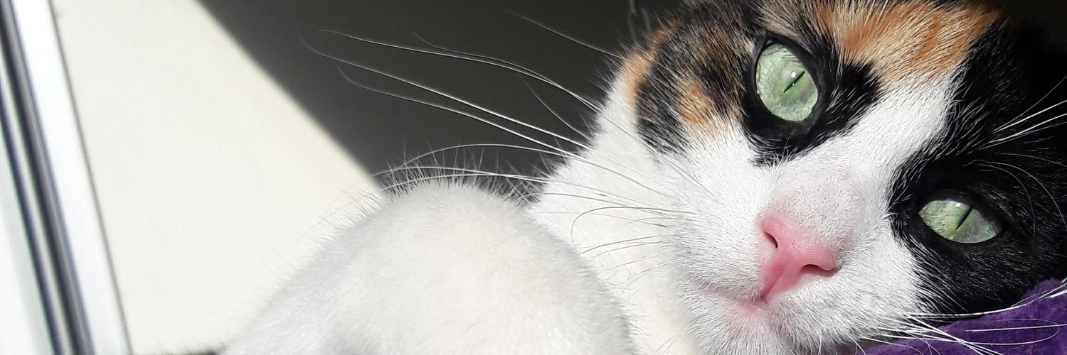 ldanielap28's profile banner image