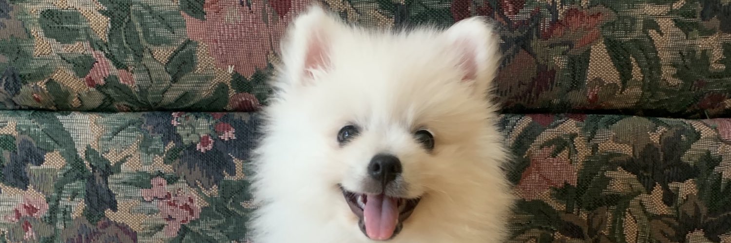 passthechase's profile banner image