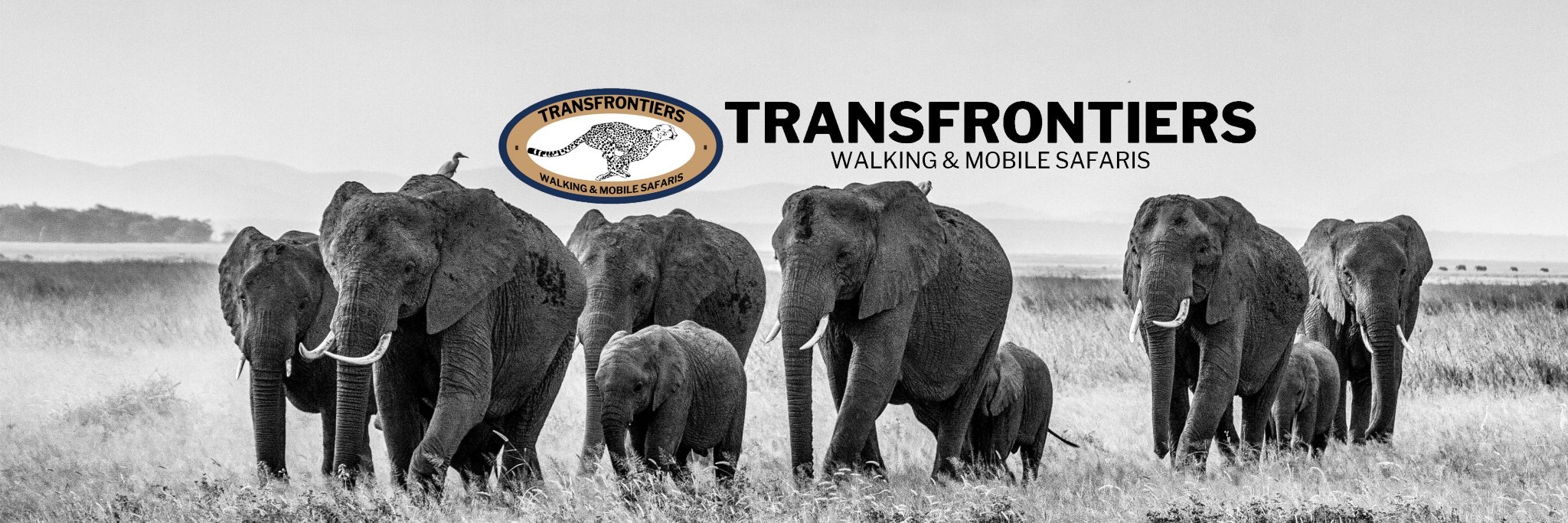 Transfrontiers's profile banner image