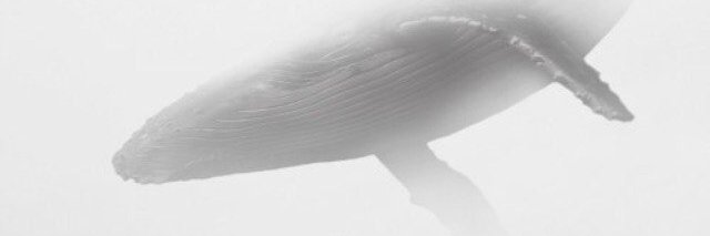 syaakota's profile banner image