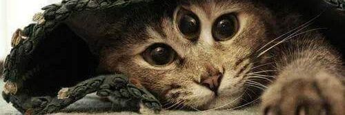 TMtshalala's profile banner image