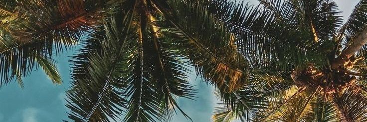 miridp31's profile banner image