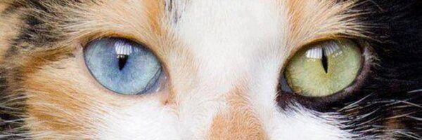 KroCadavidh's profile banner image