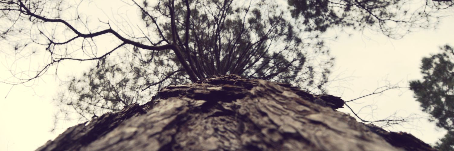 viirg_ts's profile banner image