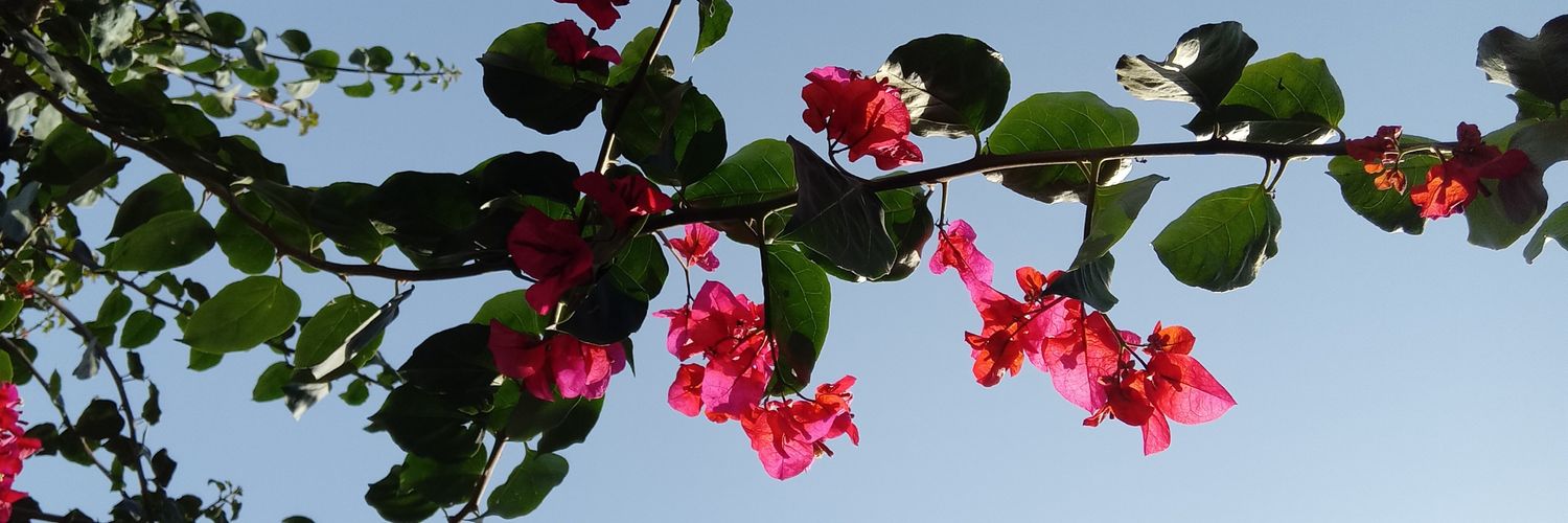 marcebrise's profile banner image