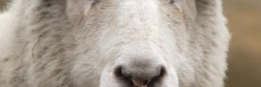 Sheep of WaII Srtaat banner