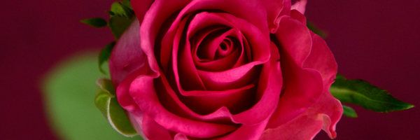 LIIrishGirl's profile banner image