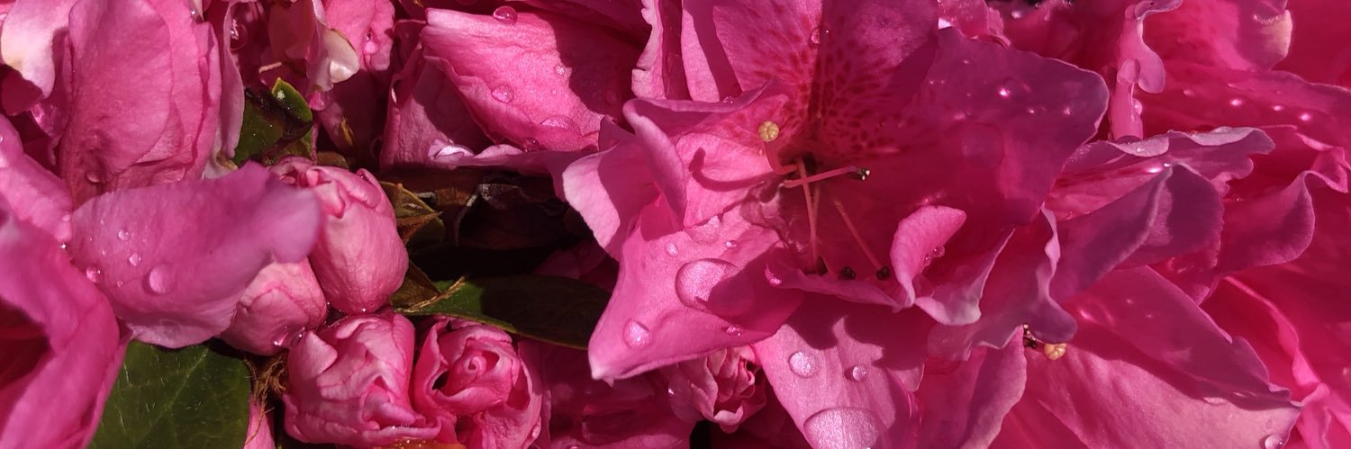 SmithCharlotteB's profile banner image