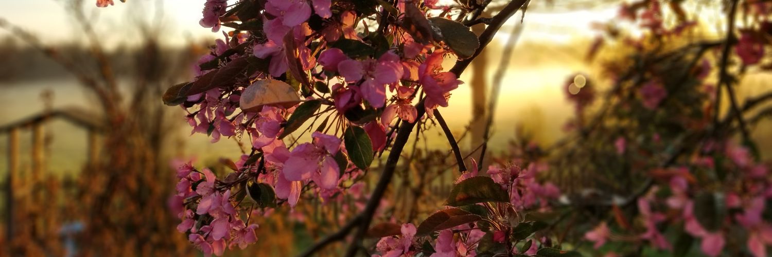 mollyh1979's profile banner image