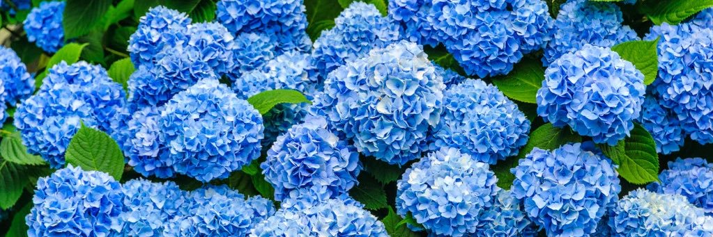 queen_toribow's profile banner image