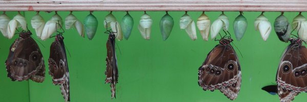 SnippetsK Profile Banner