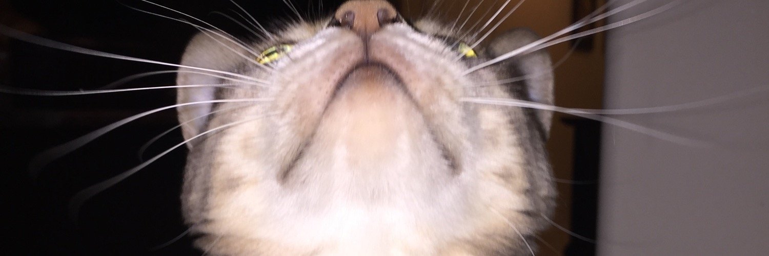 Lori St. Amand banner