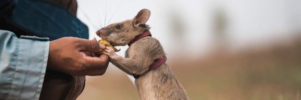 herorats Profile Banner