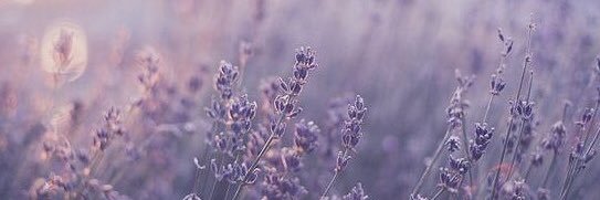 heidiiilayne's profile banner image